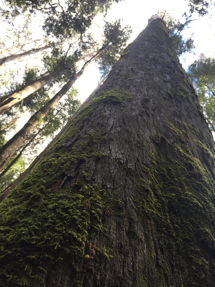 Bombora tree initiative